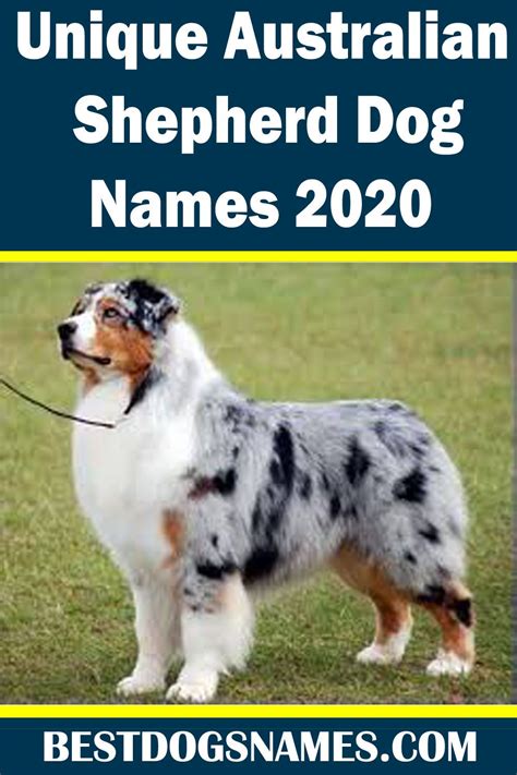 Unique Australian Shepherd Dog Names Dog Names Puppy Names Girl Dog