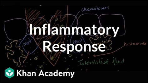 Inflammatory Response Youtube