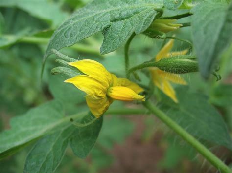 Philippines are blessed with good soil. flowerflouristhere: Kinds of flowers located in the ...