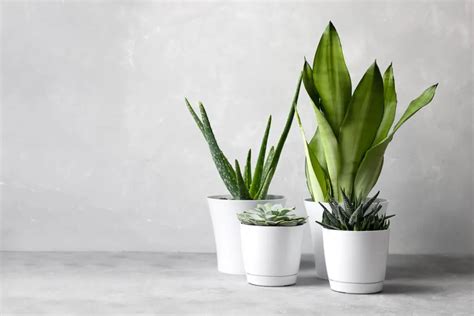 11 Best Unkillable Houseplants To Start Caring For Plant House Aesthetic