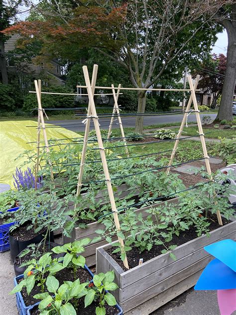 Tutorial Diy Budget Wooden Tomato Trellis Laptrinhx News