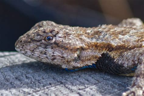 13 Species Of Lizards In North Carolina Facts And Detailed Pictures