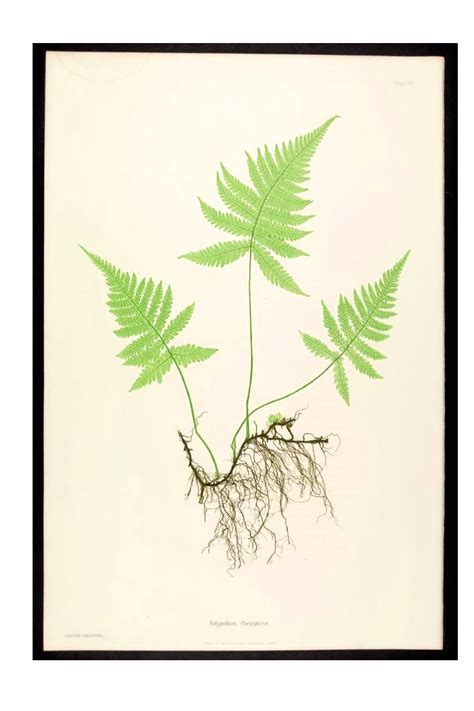 Fern Botanical Drawing Free Download On Clipartmag
