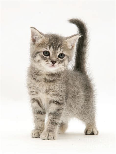 Browse 2,807 grey tabby stock photos and images available, or search for asian circle on head lying on grass or asian people jumping to find more great. Gray Tabby British Shorthair Kitten Photograph by Jane Burton