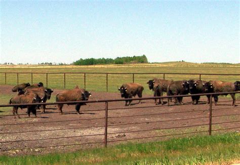 Ab09f034 Bison Farm Alberta 2009 Bison Farm On Range Road Flickr
