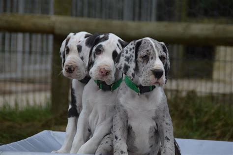 Use the search tool below and browse adoptable great danes! Tamzdane Great Dane Puppies : current litters, pups ...