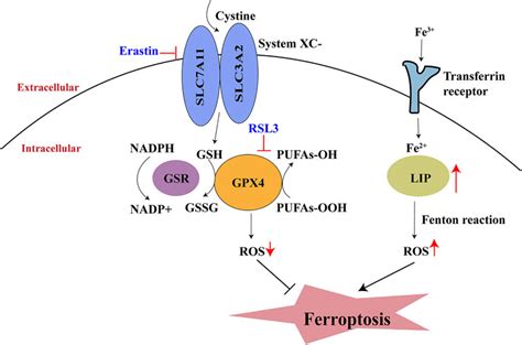 Frontiers Post Translational Modifications Of P53 In Ferroptosis