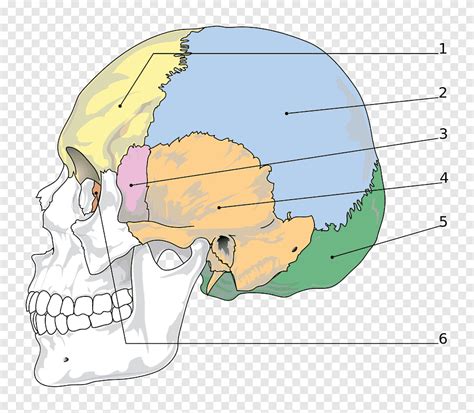 How Many Bones In The Face And Head The Left Panel In This Figure Shows The Anterior View Of Most Noteworthy They Have A More Complex Shape Than Any
