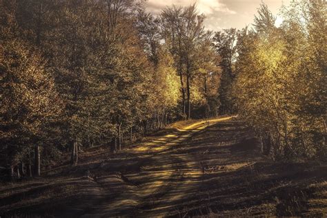 Plants Fall Trees Dirtroad Dirt Outdoors Hd Wallpaper Rare Gallery