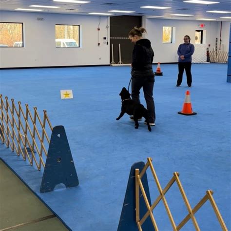 Where To Get Your Dog Trained In Montclair Beyond Montclair Girl