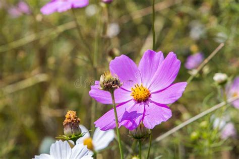 A Field Of Wild Cosmos Flowers With Mixed Colors Stock Photo Image Of