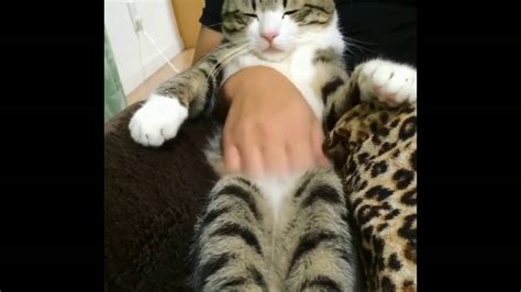 kitty enjoys belly rub cute video youtube