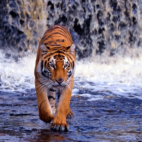 10 New Angry Tiger Wallpaper Hd 1080p Full Hd 1920×1080