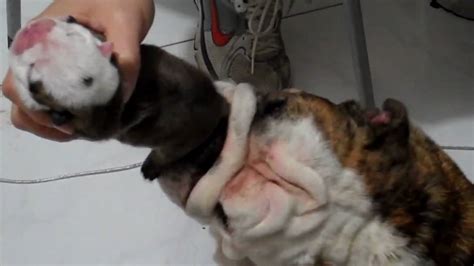 Because english bulldogs find it so easy to gain weight (and keep it on after they do), you'll want to pay particular attention to the carbohydrates in their food. English Bulldog Puppies Tube Feeding With The Best Puppy ...