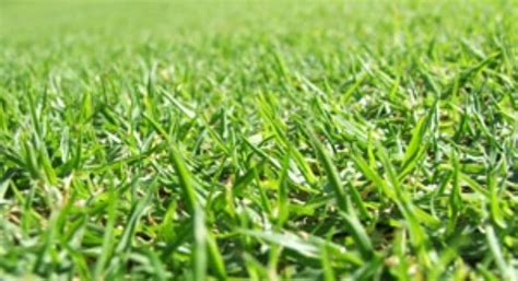Cheap and safe lawn fertilizer. Homemade Lawn Fertilizer | ThriftyFun