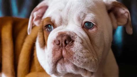 Price Of A Bulldog How Much Does A Puppy Cost Bulldogology