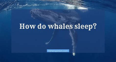 How Do Whales Sleep Interesting Information