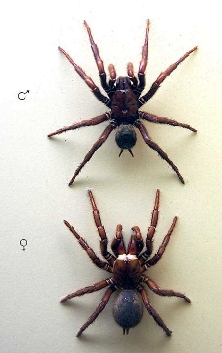 Sydney Funnel Web Spider Planet Deadly Facts