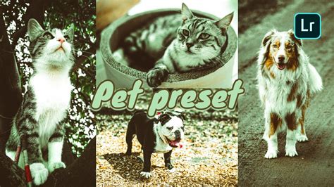 Lightroom presets and photoshop actions | beart presets. Pet Preset | Free Adobe Lightroom mobile preset! DNG file ...