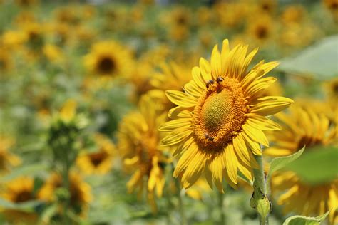 Free Images Flower Sunflower Flowering Plant Yellow Sky Field