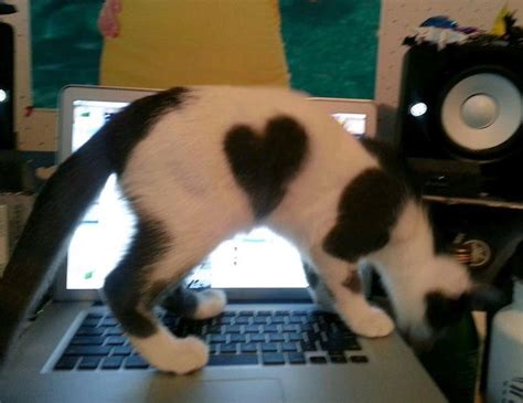 Black And White Kitten With Heart Shape Marking Cats Cat Care Cats