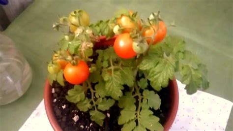 Como Cultivar Tomates Cherry Youtube