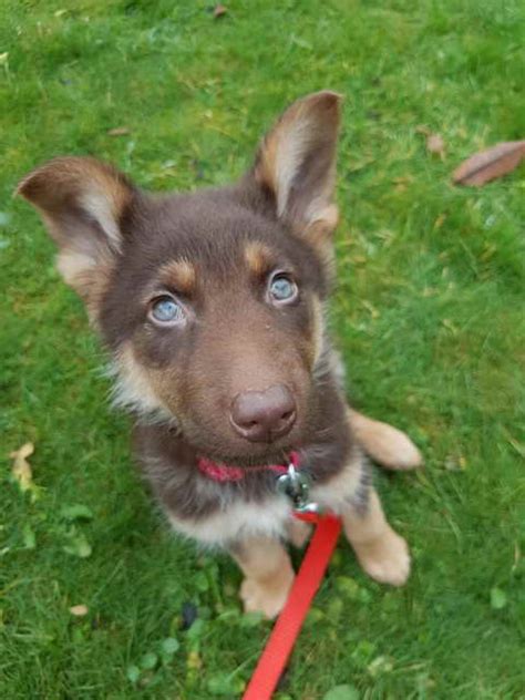 German Shepherd Puppies With Blue Eyes Petsidi