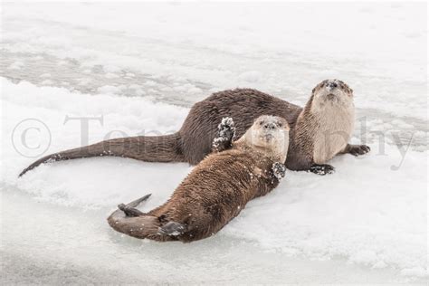 River Otters Playing Tom Murphy Photography