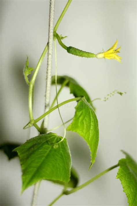 Cucumber Plant And Flower Stock Image Image Of Flower 30218563