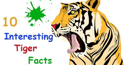 10 Interesting Tiger Facts Top10ence