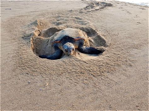 Loggerhead Turtles Sighted Nesting On North Coast Beaches North Coast