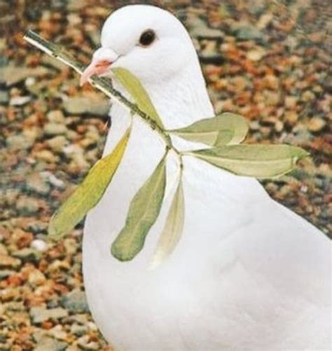 White Dove Holding An Olive Branch In Its Beak 🕊🕊🕊 A Rainbow To