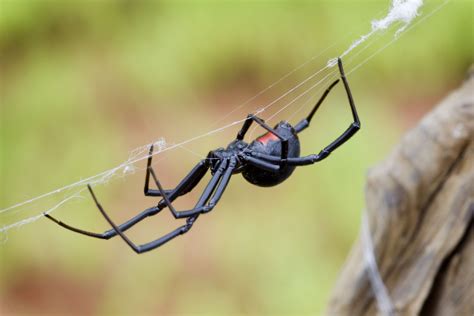 The Top 10 Deadliest Spiders In The World Owlcation 56 Off