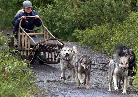 At Denali National Park Sled Dogs Are Truly Rangers Best Friends