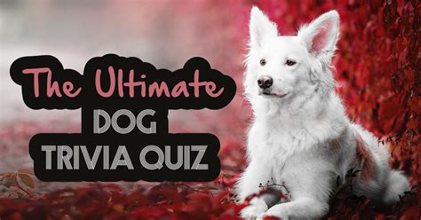 The Ultimate Dog Trivia Quiz Quiz
