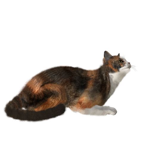 Cat Png Images Free Png Library Images