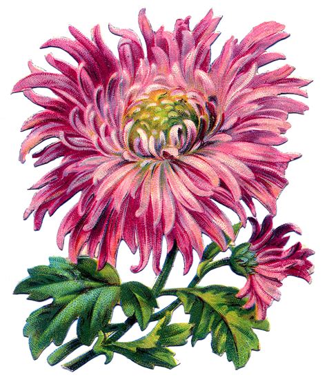 Free Chrysanthemums Cliparts Download Free Clip Art Free Clip Art On