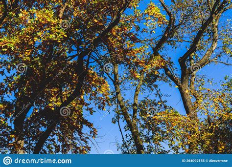Yellow Autumn Leaves On Tree Glow Brightly In Sun S Rays Stock Image