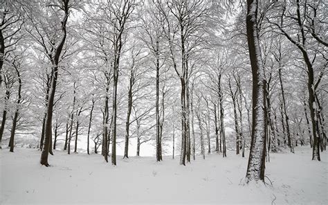 Picture England Winter Nature Snow Forests Trees Seasons