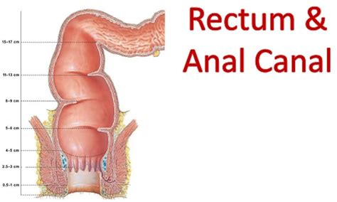 Rectum Anatomy And Rectum Function Differentiate Anus Vs Rectum