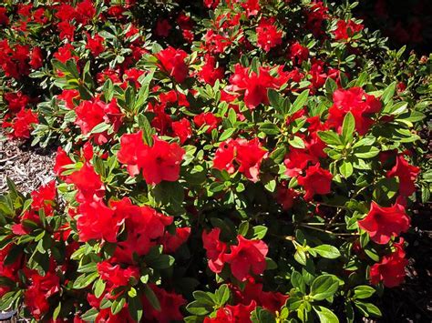 Autumn Sunset Encore Azaleas For Sale The Tree Center