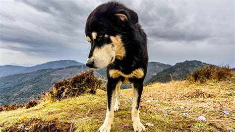 Tibetan Mastiff Husky Mix