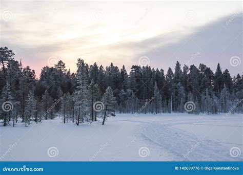 Dawn In A Snowy Forest Tundra Trees In The Snow Frost Nobody Landscape
