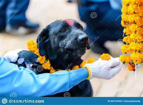 Dog Festival Kukur Tihar In Kathmandu Nepal Stock Image Image Of