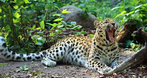 Amur Leopard Facts Size Diet Pictures All Animal Facts