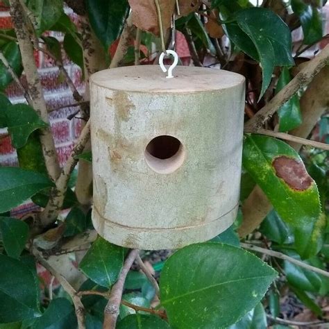 Hummingbird House Plans How To Create A Home For Your Feathered