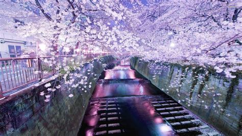 Zen Japanese Cherry Blossom Wallpapers Top Free Zen Japanese Cherry