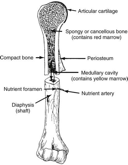 Skeletal System Radiology Key