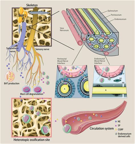 Crosstalk Between Bone And Peripheral Nerves Within The Skeleton During