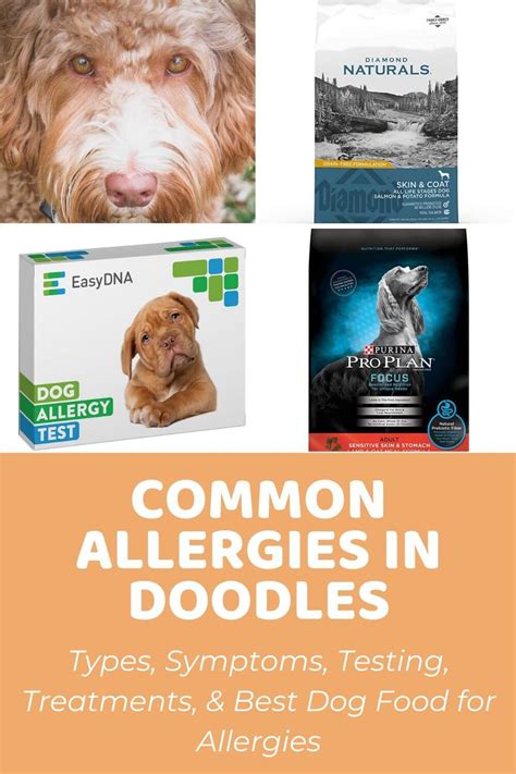 Common Types Of Allergies In Dogs Symptoms And Treatments For Doodles